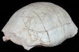 Huge, Fossil Tortoise (Stylemys) With Limb Bones #50817-1